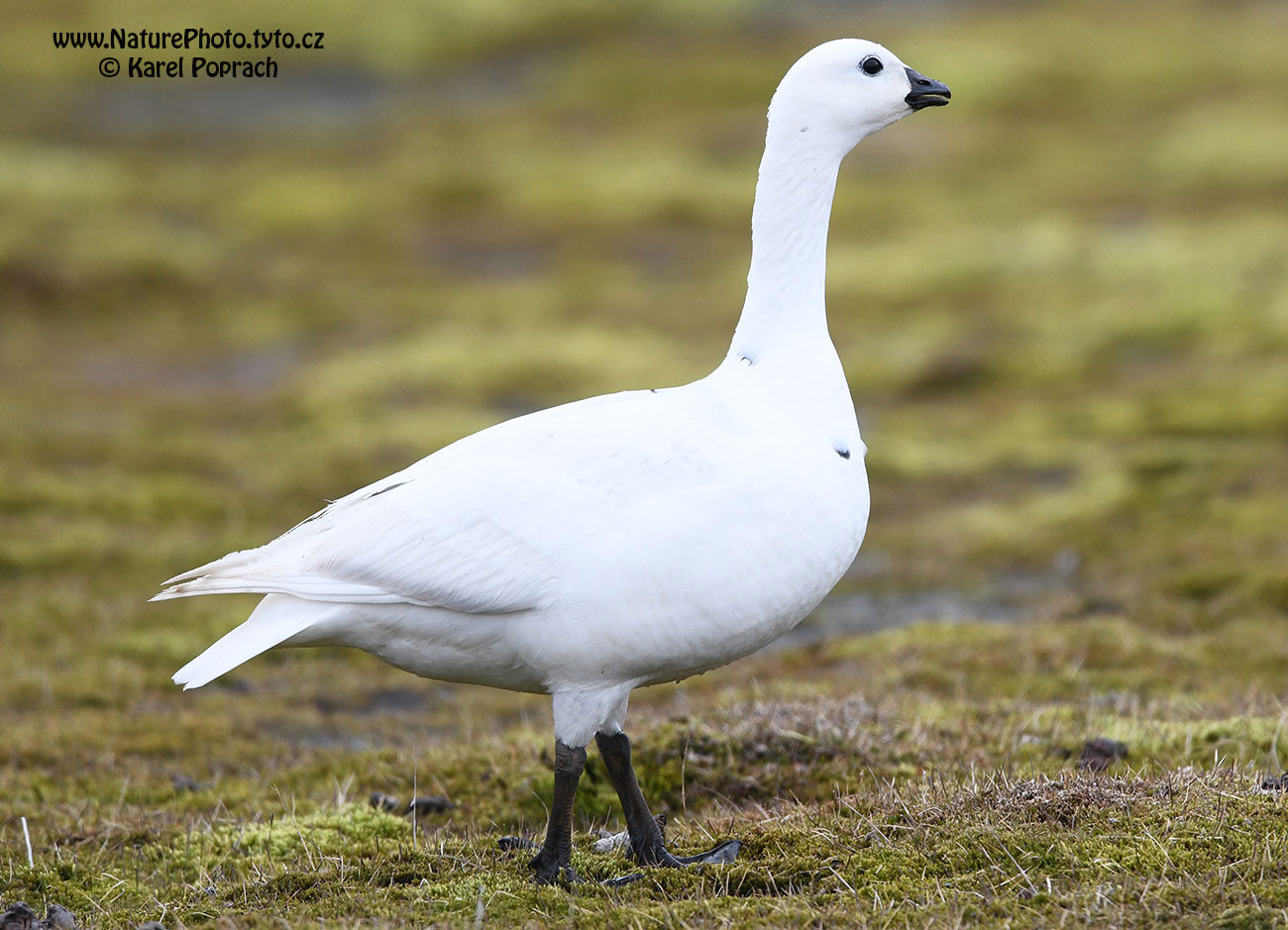 Branta leucopsis, Berneška bělolící