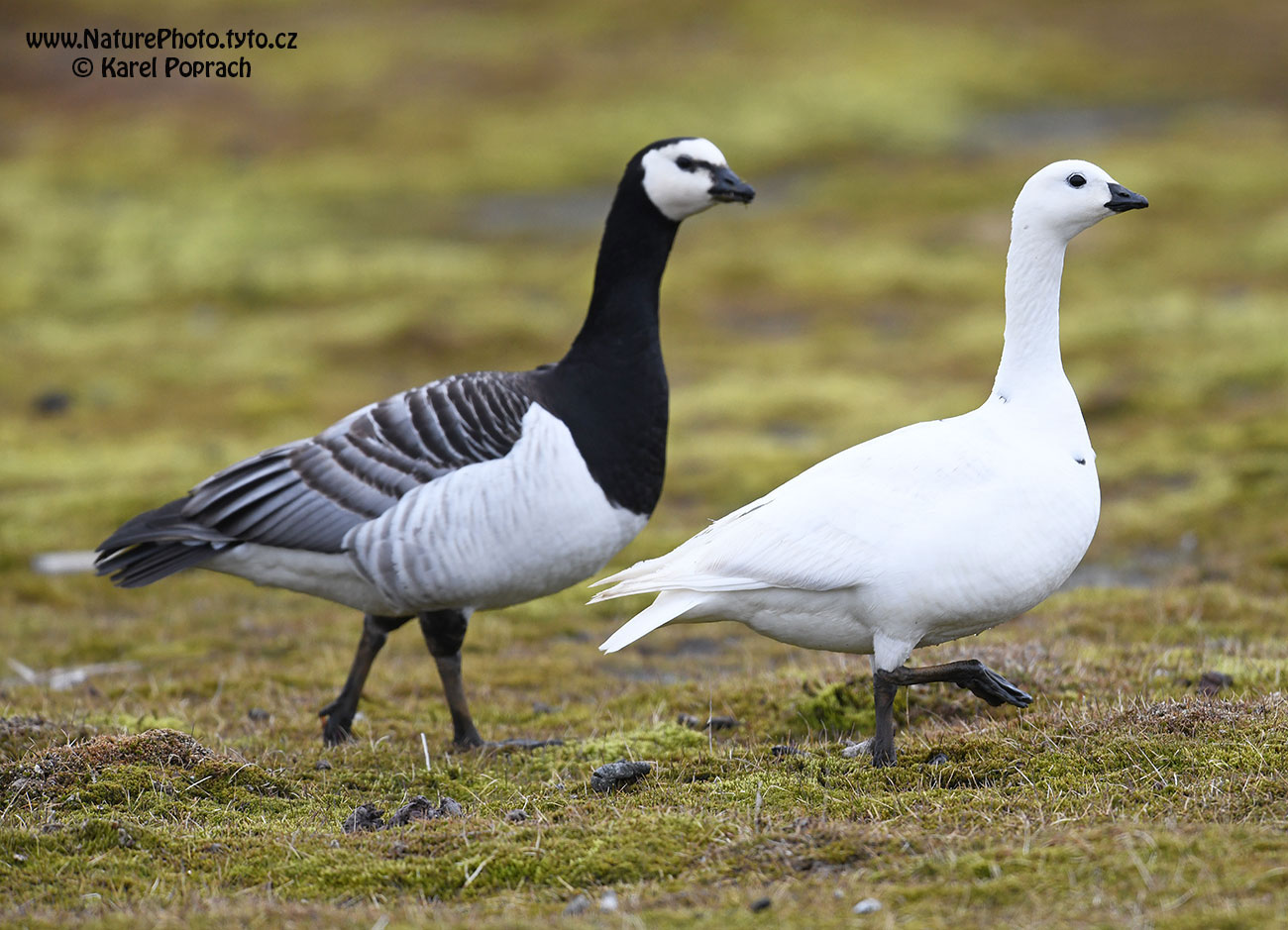 Branta leucopsis, Berneška bělolící