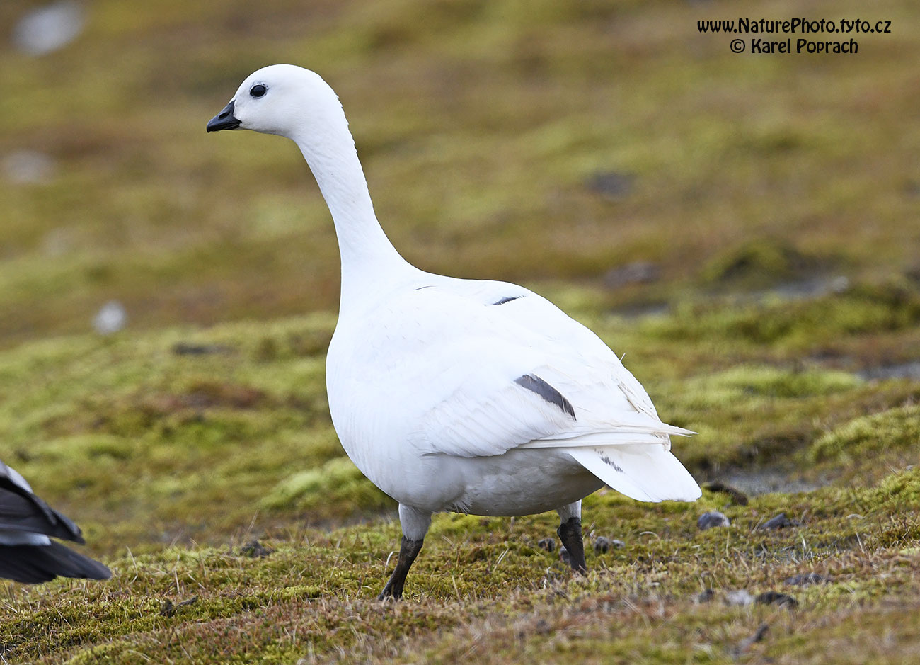 Branta leucopsis, Berneška bělolící