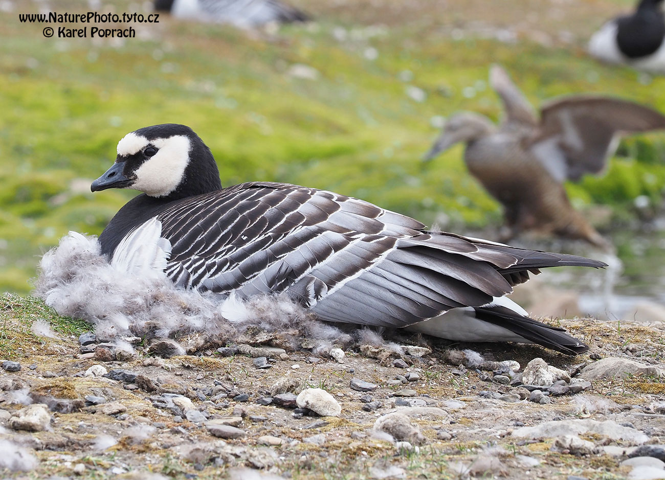 Branta leucopsis, Berneška bělolící