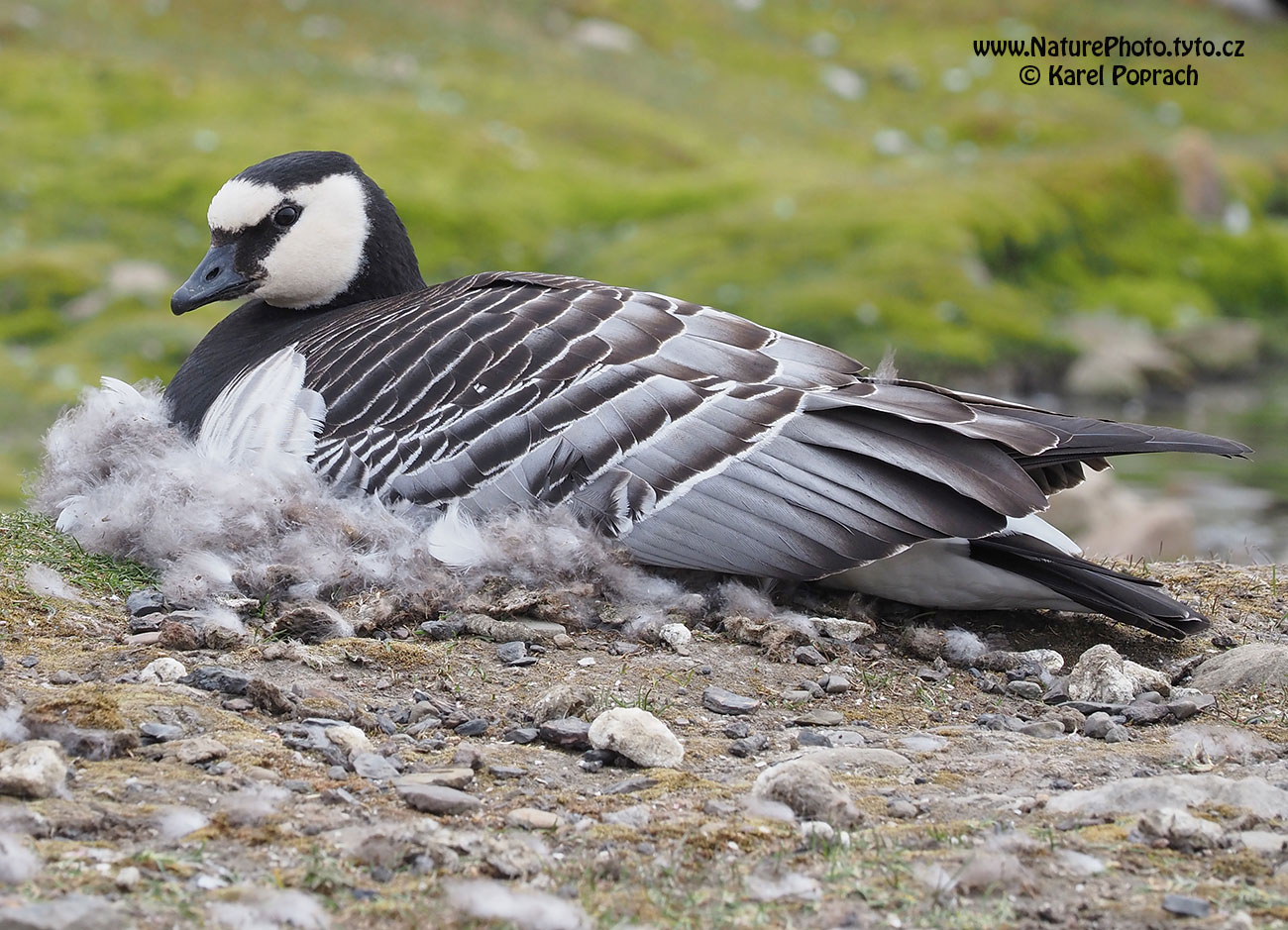 Branta leucopsis, Berneška bělolící