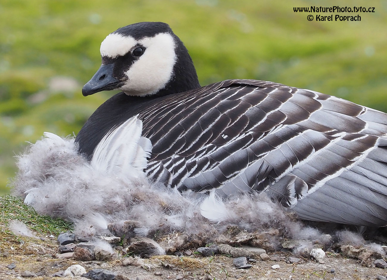 Branta leucopsis, Berneška bělolící