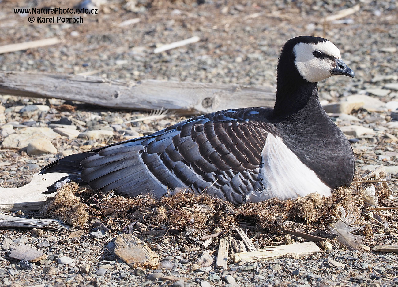 Branta leucopsis, Berneška bělolící