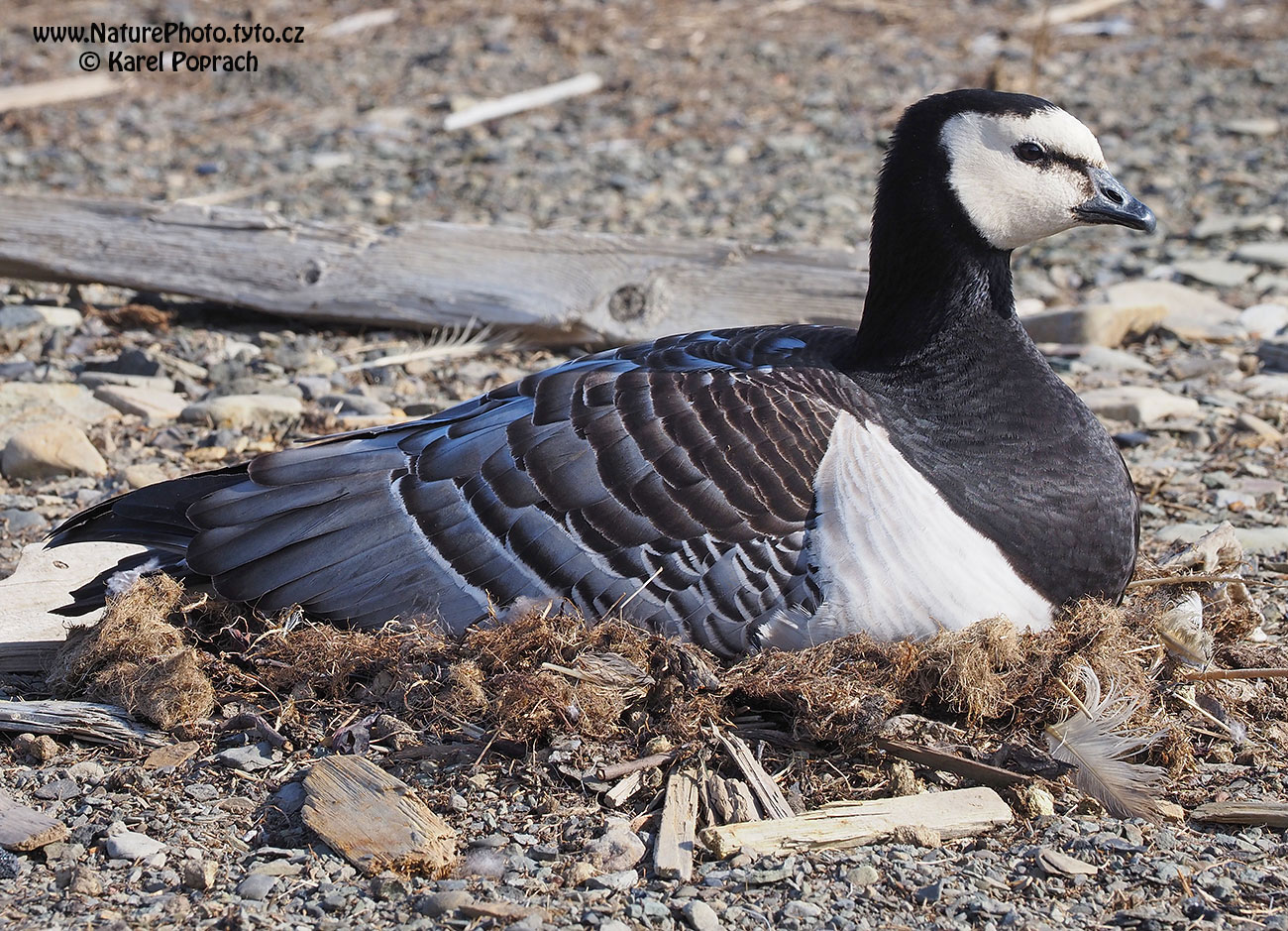 Branta leucopsis, Berneška bělolící