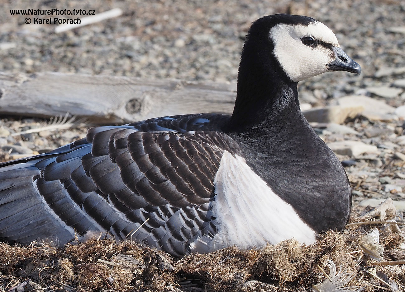 Branta leucopsis, Berneška bělolící