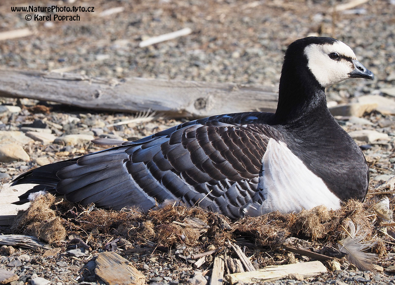 Branta leucopsis, Berneška bělolící