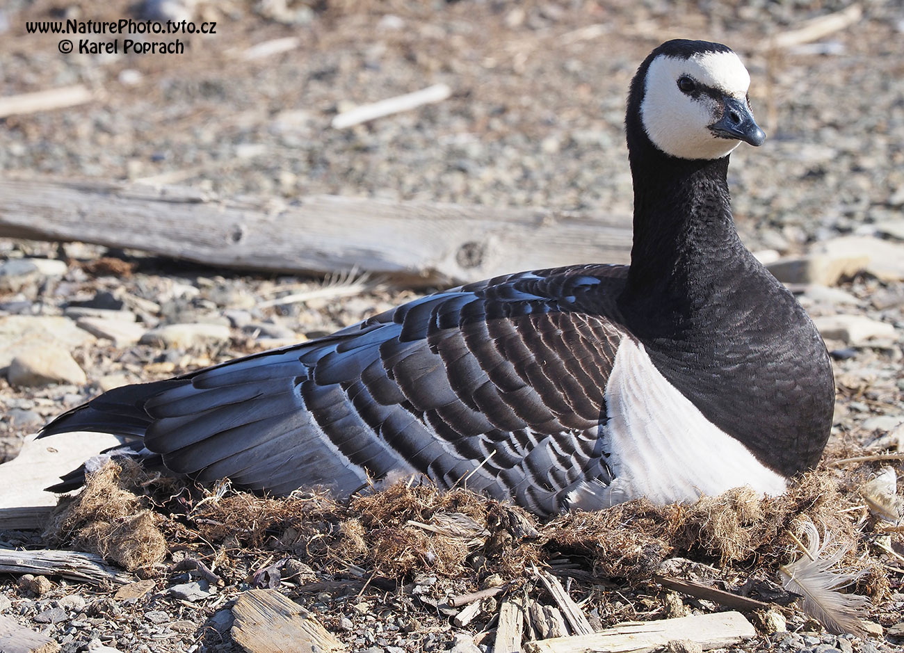 Branta leucopsis, Berneška bělolící