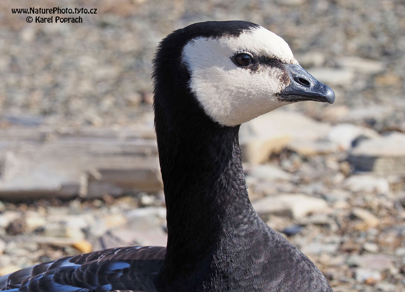 Branta leucopsis, Berneška bělolící