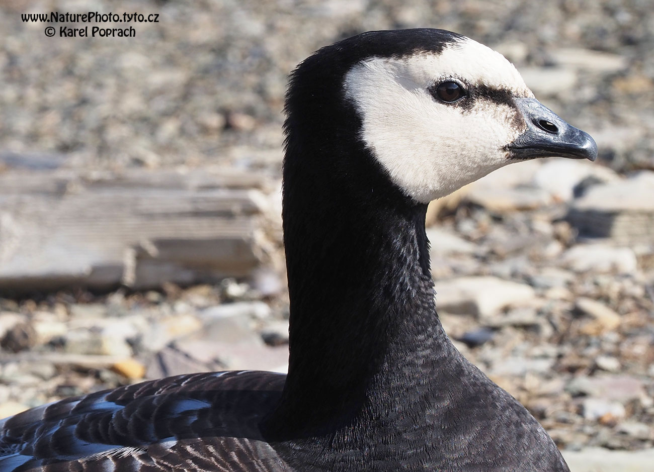 Branta leucopsis, Berneška bělolící