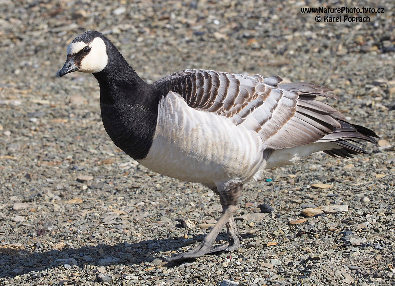 Branta leucopsis, Berneška bělolící