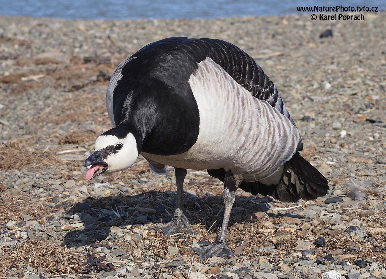 Branta leucopsis, Berneška bělolící