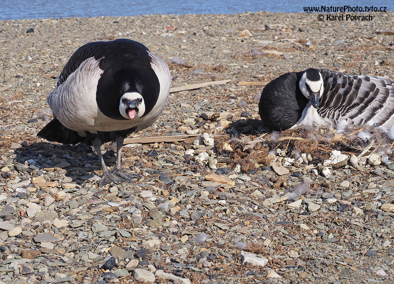 Branta leucopsis, Berneška bělolící