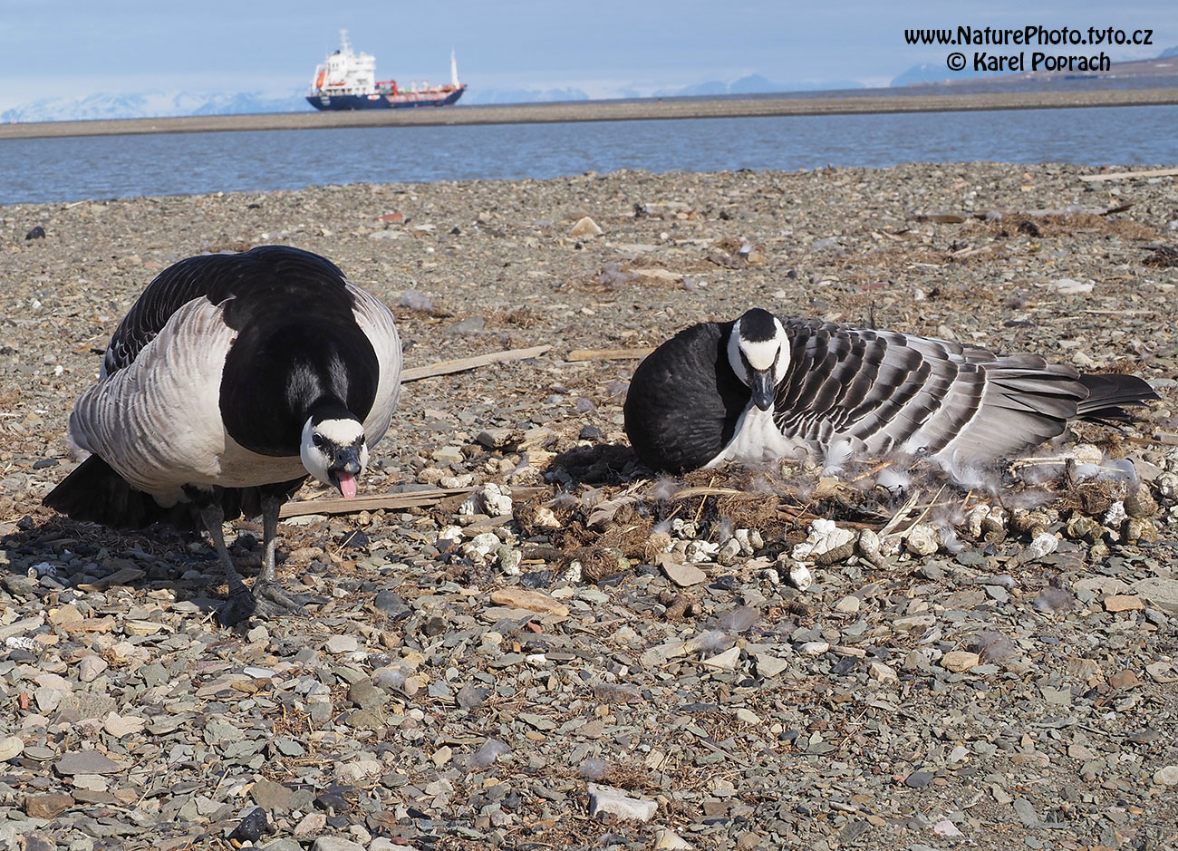 Branta leucopsis, Berneška bělolící