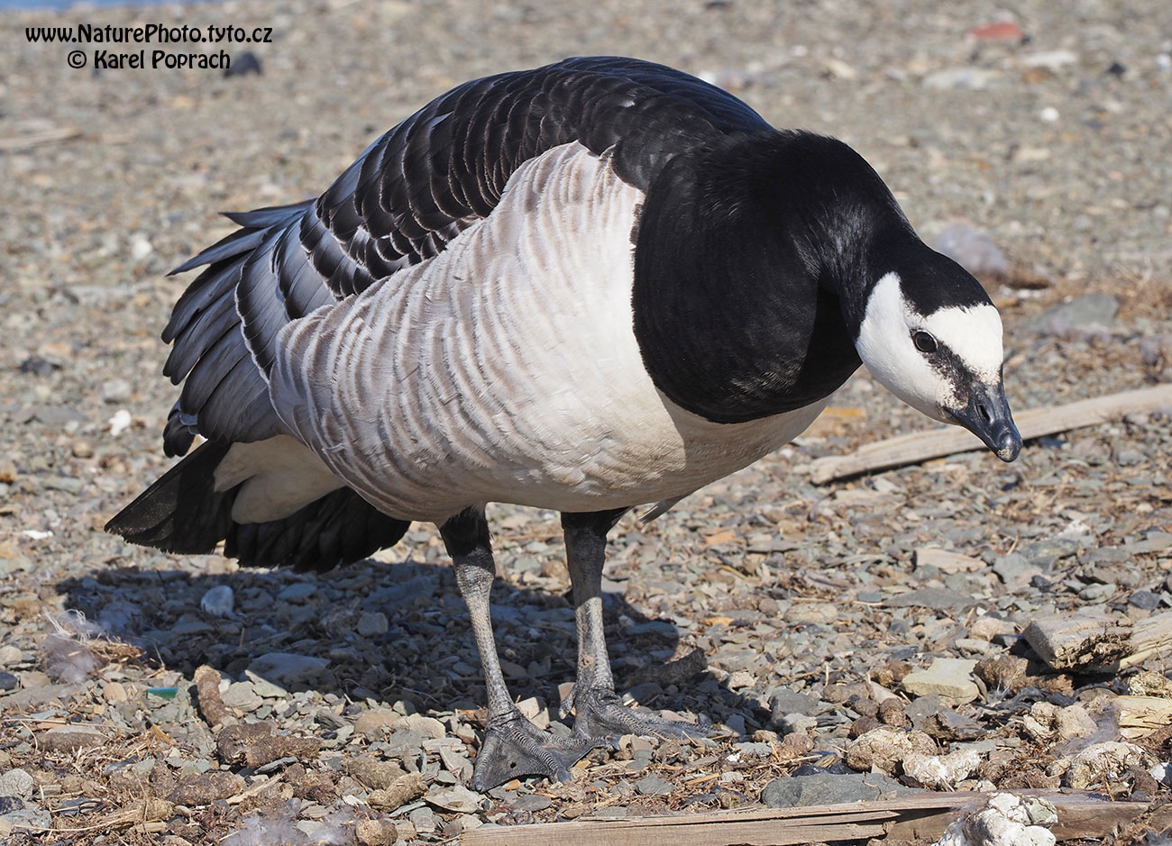 Branta leucopsis, Berneška bělolící