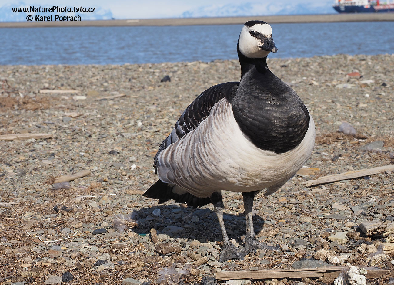 Branta leucopsis, Berneška bělolící