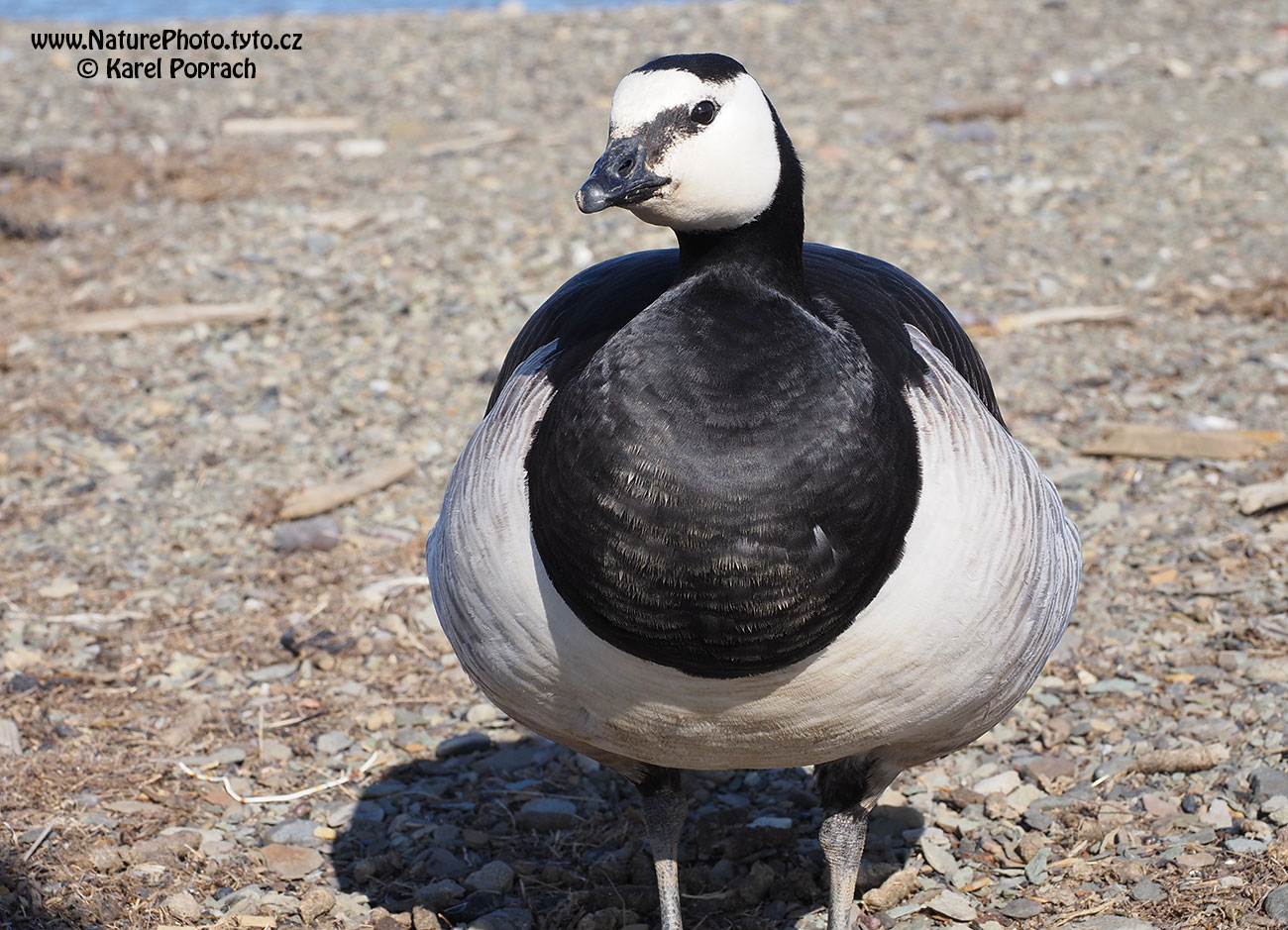 Branta leucopsis, Berneška bělolící