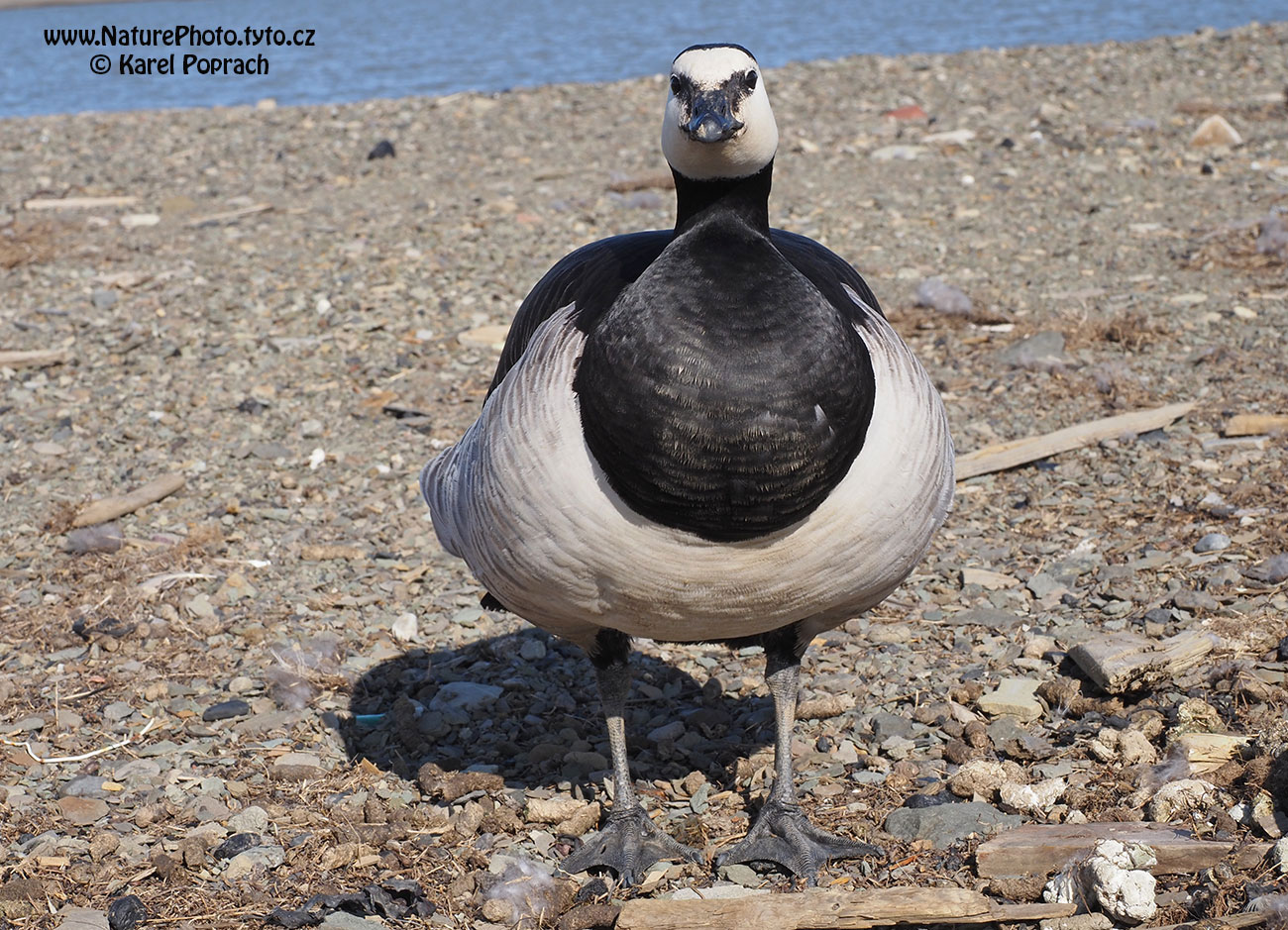 Branta leucopsis, Berneška bělolící