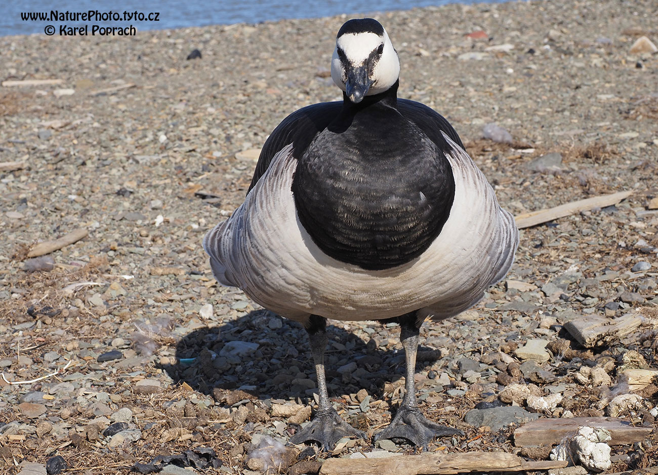 Branta leucopsis, Berneška bělolící