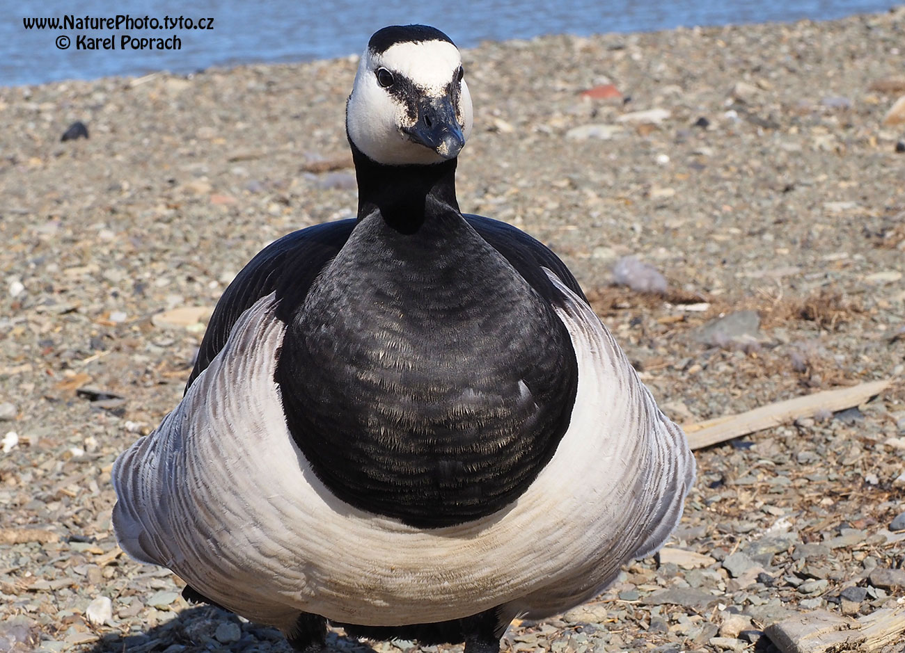 Branta leucopsis, Berneška bělolící