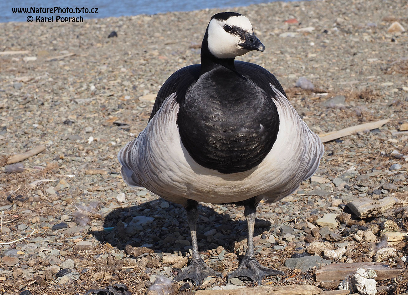 Branta leucopsis, Berneška bělolící