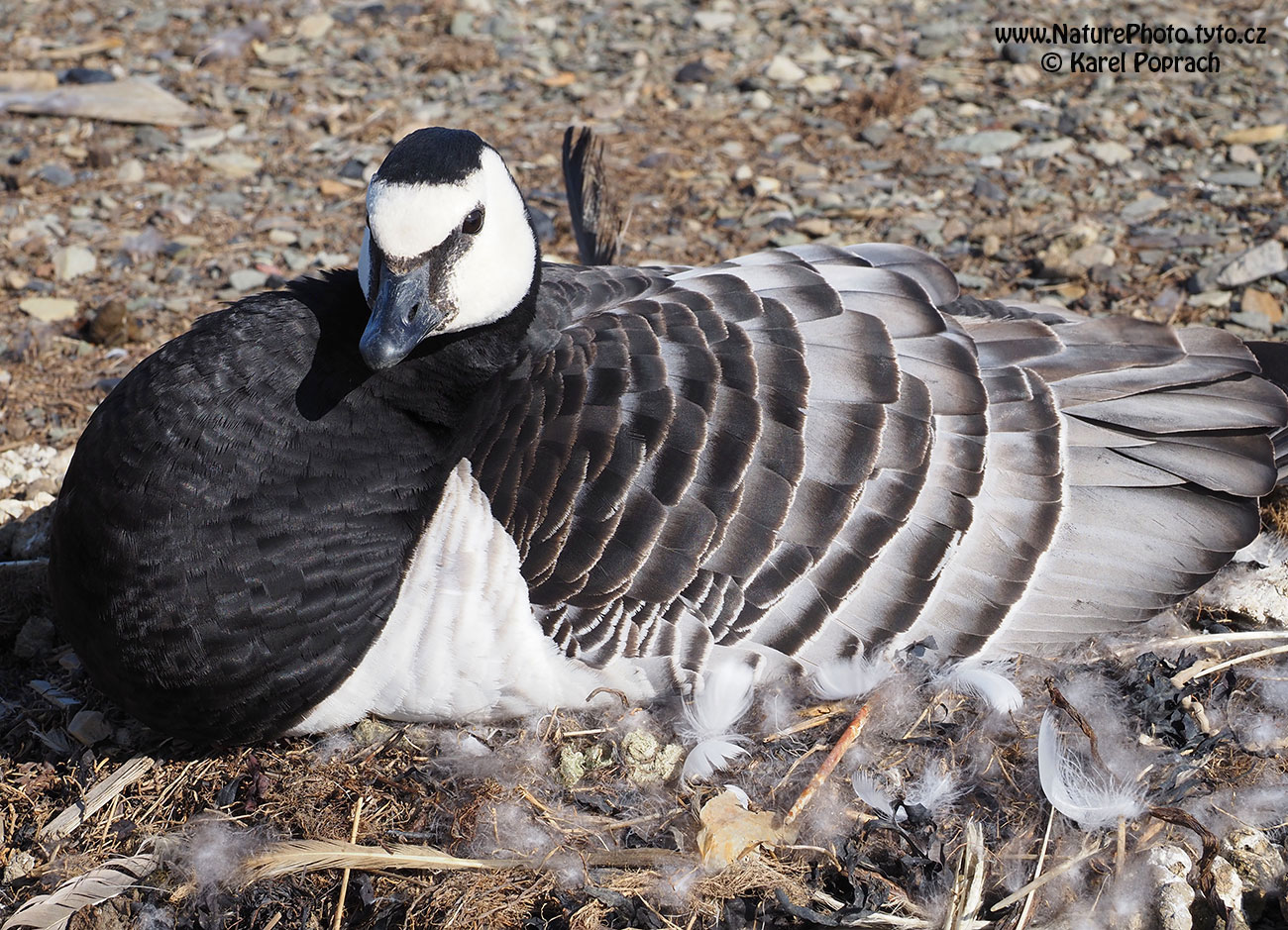 Branta leucopsis, Berneška bělolící