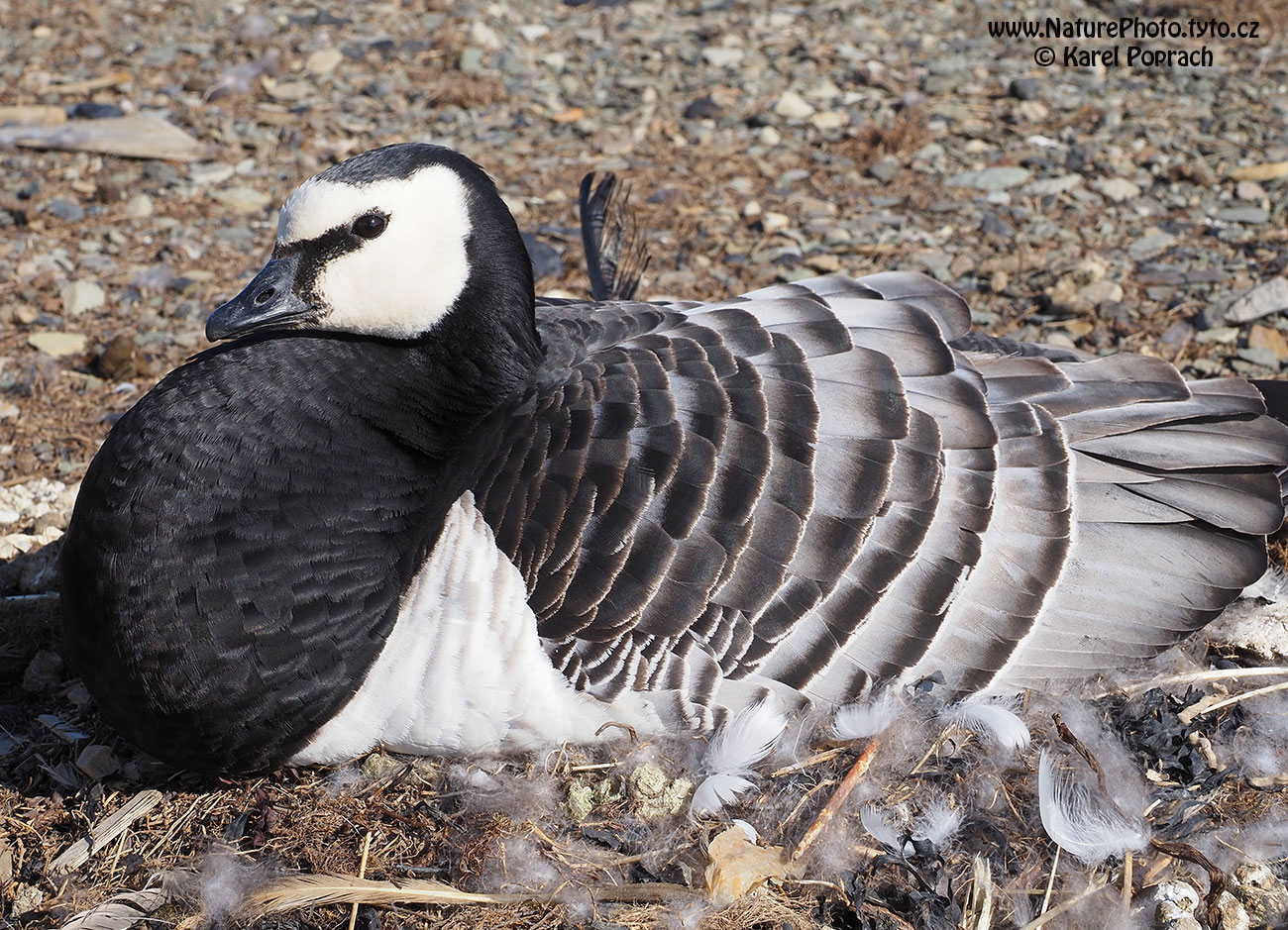 Branta leucopsis, Berneška bělolící