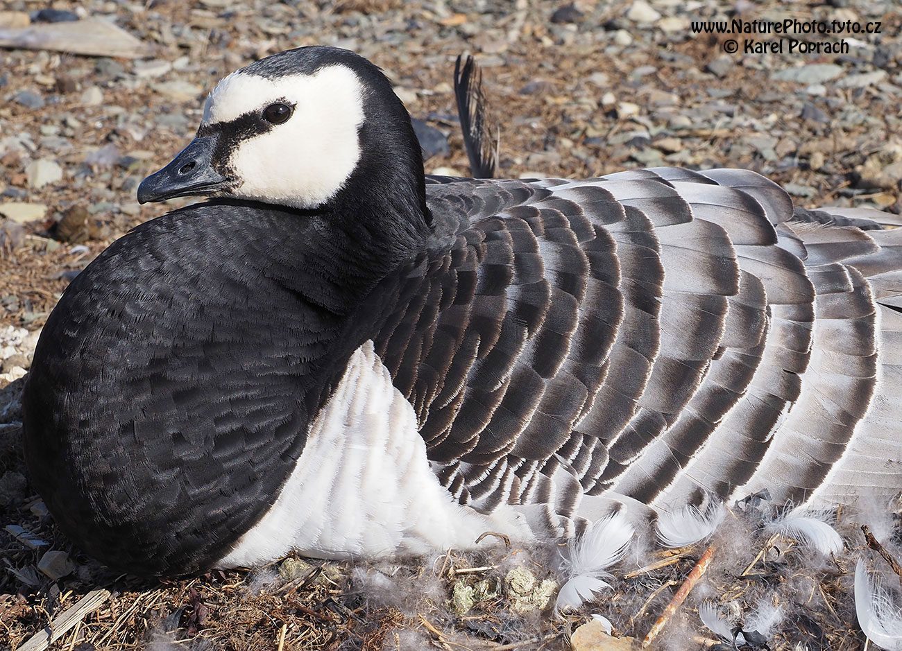 Branta leucopsis, Berneška bělolící