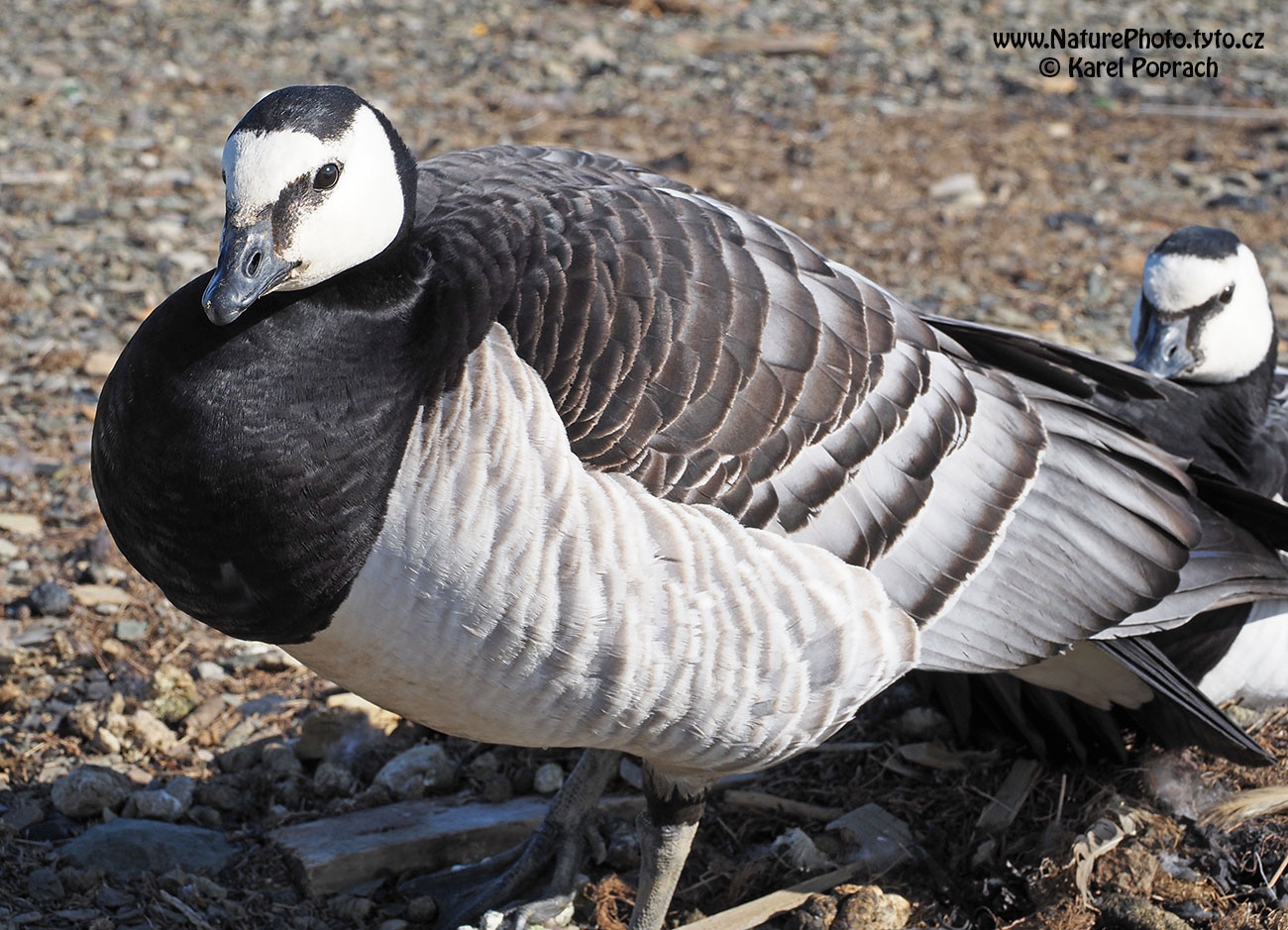 Branta leucopsis, Berneška bělolící
